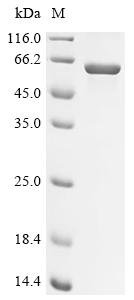 Recombinant Allium sativum Alliin lyase 2, Allium sativum (Garlic), E.coli, C-terminal 6xHis-tagged, 58.3kDa, purity >85% as determined by SDS-PAGE.