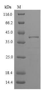 Recombinant Phleum pratense Pollen allergen Phl p 5b, partial