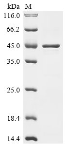 Recombinant Dermatophagoides farinae Paramyosin, partial
