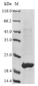 Recombinant Pisum sativum Leghemoglobin Lb120-8, Pisum sativum (Garden pea), E.coli, N-terminal 6xHis-tagged, 19.9kDa, purity >90% as determined by SDS-PAGE.