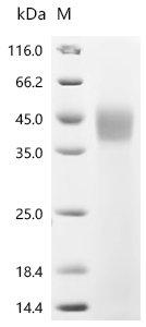 Recombinant Macrovipera lebetina Chymotrypsin-like protease VLCTLP
