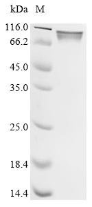 Recombinant African swine fever virus CD2 homolog, partial, African swine fever virus (strain Badajoz 1971 Vero-adapted) (Ba71V) (ASFV), Mammalian cell, C-terminal hFc1-tagged, 50.4kDa, purity >95% as determined by SDS-PAGE.