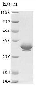 Recombinant Viscum album Beta-galactoside-specific lectin 1, partial, Viscum album (European mistletoe), Yeast, N-terminal 6xHis-tagged, 30.4kDa, purity >90% as determined by SDS-PAGE.