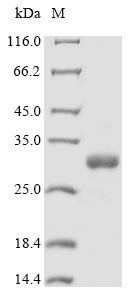 Recombinant Synsepalum dulcificum Miraculin