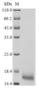 Recombinant Triticum aestivum Alpha-amylase/trypsin inhibitor CM3