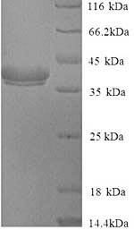 Recombinant Cryptomeria japonica Pectate lyase 1