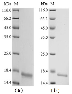Recombinant Chicken Protein MRP-126