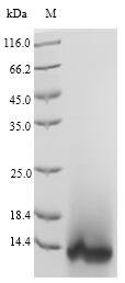 Recombinant Hirudo nipponia Guamerin