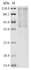 Recombinant Canine parvovirus type 2 Capsid protein VP2, partial