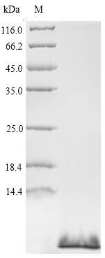 Recombinant Anemonia sulcata Delta-actitoxin-Avd1c, Anemonia sulcata (Mediterranean snakelocks sea anemone), Yeast, N-terminal 6xHis-tagged, 6.9kDa, purity >90% as determined by SDS-PAGE.