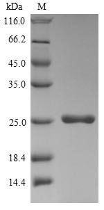 Recombinant Hepatitis delta virus genotype I Small delta antigen