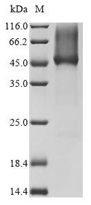 Recombinant Apis mellifera Hyaluronidase, Apis mellifera (Honeybee), Yeast, C-terminal 6xHis-tagged, 42.2kDa, purity >95% as determined by SDS-PAGE.