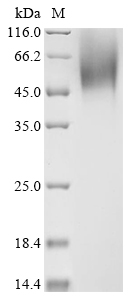Recombinant Human parechovirus 1 Genome polyprotein