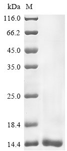 Recombinant Androctonus mauretanicus mauretanicus Alpha-toxin Amm8, Androctonus mauritanicus mauritanicus (Scorpion), Yeast, N-terminal 6xHis-tagged, 9.4kDa, purity >90% as determined by SDS-PAGE.