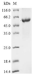 Recombinant Influenza A virus Neuraminidase (NA), partial, Influenza A virus (strain A/Niigata/137/1996 H3N2), E.coli, N-terminal 10xHis-tagged and C-terminal Myc-tagged, 56.2kDa, purity >90% as determined by SDS-PAGE.