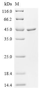 Recombinant Neisseria meningitidis serogroup B Neisseria adhesin A (nadA), partial, Neisseria meningitidis serogroup B (strain MC58), E.coli, N-terminal 10xHis-tagged, 35.8kDa, purity >85% as determined by SDS-PAGE.