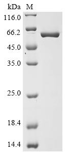 Recombinant Mouse Nicotinamide phosphoribosyltransferase (Nampt) (C39S), Mus musculus (Mouse), E.coli, N-terminal 6xHis-tagged and C-terminal HA-tagged, 60.6kDa, purity >90% as determined by SDS-PAGE.