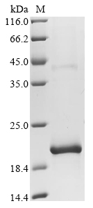 Recombinant Escherichia coli Respiratory nitrate reductase 1 alpha chain (narG), partial