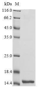 Recombinant Synechococcus elongatus Phycobilisome degradation protein nblA (nblA)