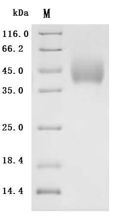 Recombinant Macaca fascicularis natural cytotoxicity triggering receptor 3 ligand 1 (NCR3LG1), partial (Active)
