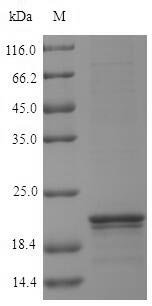 Recombinant Arabidopsis thaliana Nucleoside diphosphate kinase 1 (NDK1)