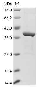 Recombinant Mouse Bifunctional heparan sulfate N-deacetylase/N-sulfotransferase 2 (Ndst2), partial, Mus musculus (Mouse), E.coli, N-terminal 10xHis-tagged and C-terminal Myc-tagged, 40.3kDa, purity >85% as determined by SDS-PAGE.