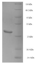 Recombinant Pig Beta-nerve growth factor (NGF), Sus scrofa (Pig), E.coli, N-terminal 6xHis-SUMO-tagged, 29.4kDa, purity >90% as determined by SDS-PAGE.