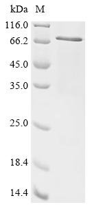 Recombinant Neisseria meningitidis serogroup B Neisserial heparin binding antigen (nhba), Neisseria meningitidis serogroup B (strain MC58), E.coli, C-terminal 6xHis-tagged, 55.6kDa, purity >90% as determined by SDS-PAGE.