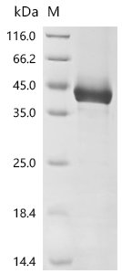 Recombinant Mouse Homeobox protein Nkx-3.2 (Nkx3-2)