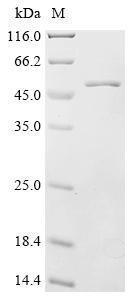 Recombinant Mouse N-myc-interactor (Nmi), Mus musculus (Mouse), E.coli, C-terminal 6xHis-tagged, 42.2kDa, purity >90% as determined by SDS-PAGE.