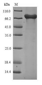 Recombinant Influenza A virus Nucleoprotein (NP), Influenza A virus (strain A/Fort Warren/1/1950 H1N1), E.coli, N-terminal 6xHis-SUMO-tagged, 72.1kDa, purity >90% as determined by SDS-PAGE.