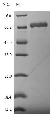 Recombinant Influenza A virus Nucleoprotein (NP), Influenza A virus (strain A/Port Chalmers/1/1973 H3N2), E.coli, N-terminal 6xHis-SUMO-tagged, 72.1kDa, purity >90% as determined by SDS-PAGE.