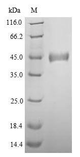 Recombinant Zaire ebolavirus Nucleoprotein (NP), partial