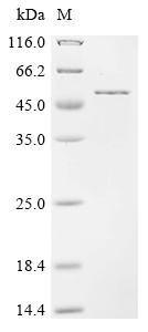 Recombinant Hordeum vulgare Nucleotide pyrophosphatase/phosphodiesterase (npp)
