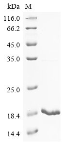 Recombinant Mouse Natriuretic peptides A (Nppa)