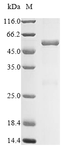 Recombinant Mouse Nuclear receptor subfamily 2 group F member 6 (Nr2f6)