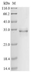 Recombinant Drosophila melanogaster Neuroglian (Nrg), partial