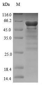 Recombinant Aspergillus fumigatus Nonribosomal peptide synthetase 1 (NRPS1), partial