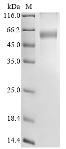 Recombinant Mouse Dehydrodolichyl diphosphate synthase complex subunit Nus1 (Nus1), partial, Mus musculus (Mouse), Mammalian cell, C-terminal hFc1-tagged, 46.6kDa, purity >90% as determined by SDS-PAGE.