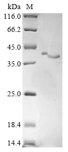 Recombinant Rat OCIA domain-containing protein 1 (Ociad1)