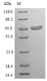 Recombinant Chlamydophila psittaci Major outer membrane porin (ompA)