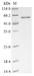 Recombinant Vaccinia virus Serine/threonine-protein kinase 2 (OPG054)