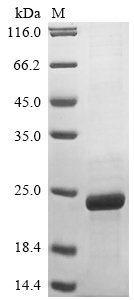 Recombinant Vaccinia virus Protein OPG161 (OPG161), partial