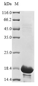 Recombinant Vaccinia virus Protein OPG161 (OPG161), partial