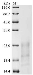 Recombinant Variola virus Protein OPG161 (OPG161), partial