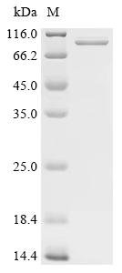 Recombinant Pseudomonas aeruginosa Outer membrane porin F (oprF), Biotinylated, Pseudomonas aeruginosa (strain ATCC 15692 / DSM 22644 / CIP 104116 / JCM 14847 / LMG 12228 / 1C / PRS 101 / PAO1), E.coli, N-terminal MBP-tagged and C-terminal 6xHis-Avi-tagged, 83.1kDa, purity >90% as determined by SDS-PAGE.