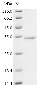 Recombinant Hepatitis E virus genotype 3 Pro-secreted protein ORF2 (ORF2), partial