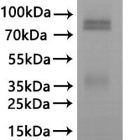 CSB-MP009021RA is detected by Mouse anti-6*His monoclonal antibody.