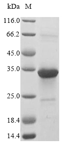 Recombinant Rat Oncostatin-M (Osm), Rattus norvegicus (Rat), E.coli, N-terminal 10xHis-tagged, 26.2kDa, purity >85% as determined by SDS-PAGE.
