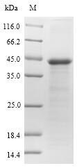 Recombinant Arabidopsis thaliana Osmotin-like protein OSM34 (OSM34)